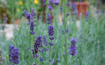 Lavendel – Lavendula officinalis