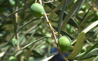 Olivenblatt – Olea folium